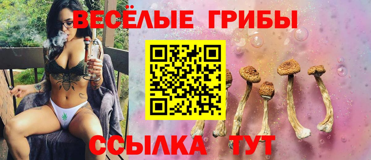 Псилоцибиновые грибы Psilocybe Пенза